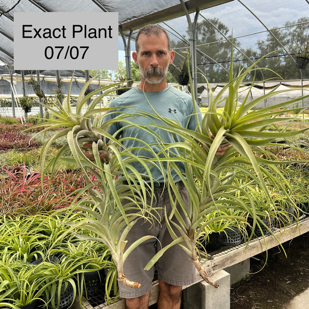 Tillandsia latifolia divaricata 'Soft Leaf' – Tropiflora