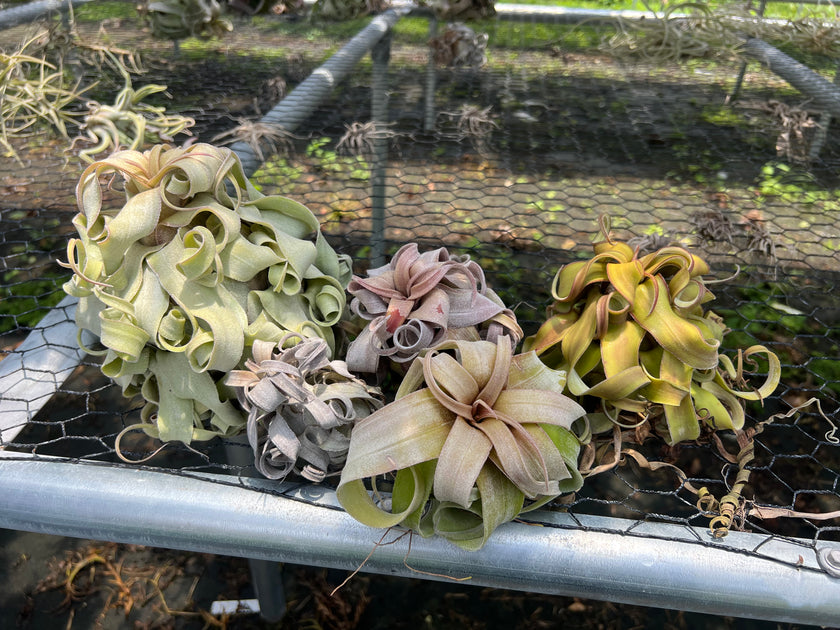 Tillandsia 'Red Robin' *CLEARANCE* – Tropiflora