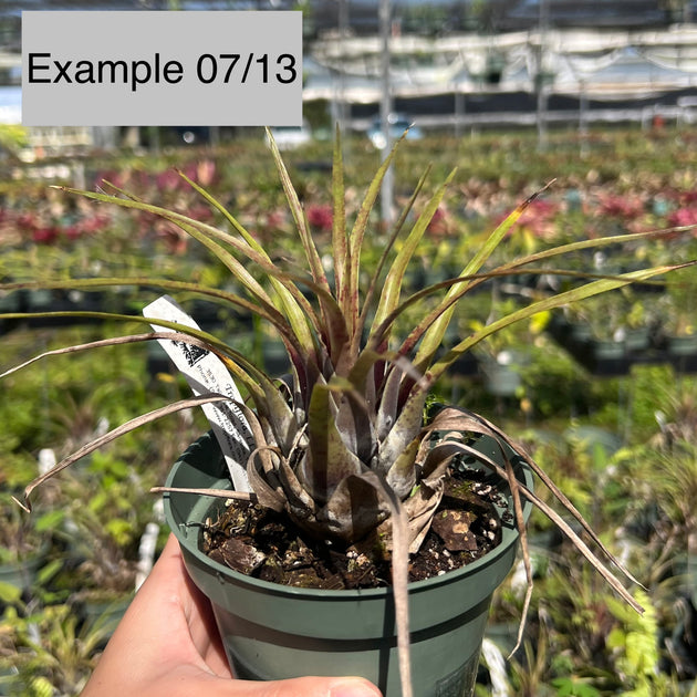 Vriesea flammea – Tropiflora