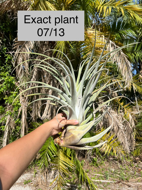 TILLANDSIAS (AIR PLANTS) – Tropiflora