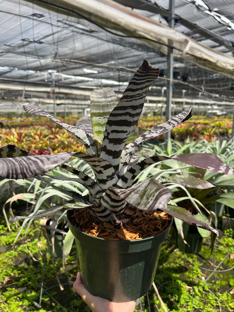 Aechmea chantinii 'Black' – Tropiflora