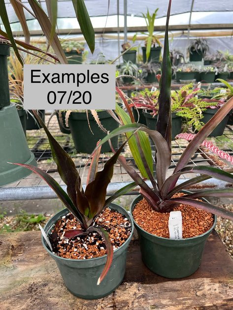Cryptanthus capitatus type SEL 1995-0439 – Tropiflora