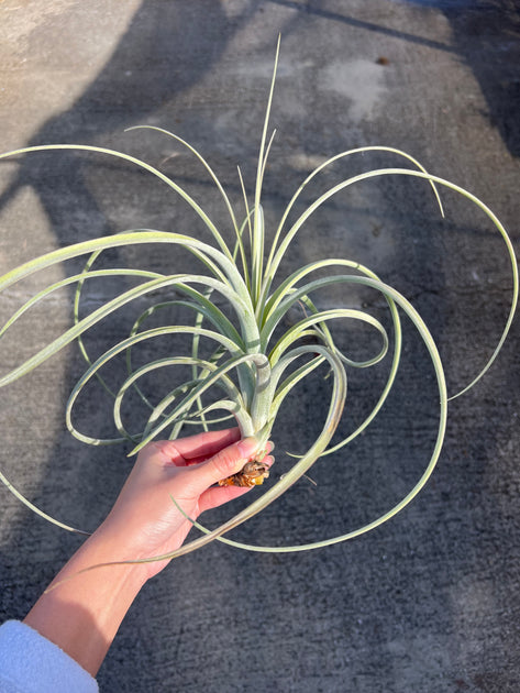 Tillandsia exserta – Tropiflora