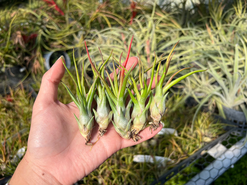 Tillandsia 'Timm's Twister' – Tropiflora