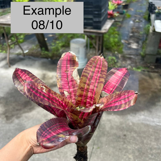 Neoregelia 'Frenzy' – Tropiflora