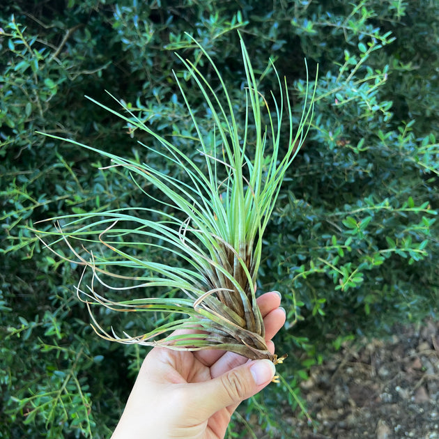 Stigmatodon plurifolius – Tropiflora