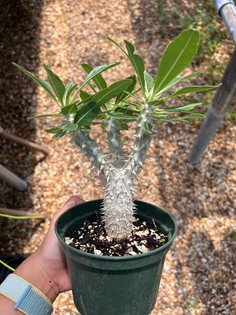 Pachypodium Bicolor 塊根植物 コーデックス Pachypodium bicolor – Tropiflora