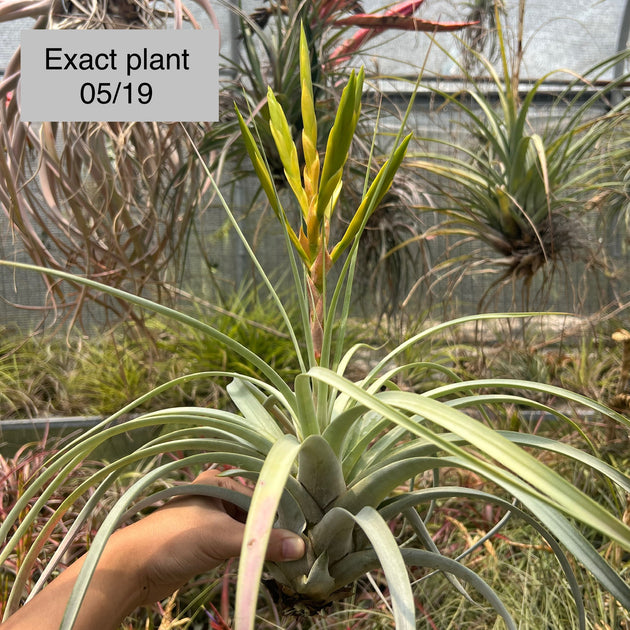 tomasellii 'Tropiflora'〔エアプランツ〕T5159 Tillandsia tomasellii – Tropiflora