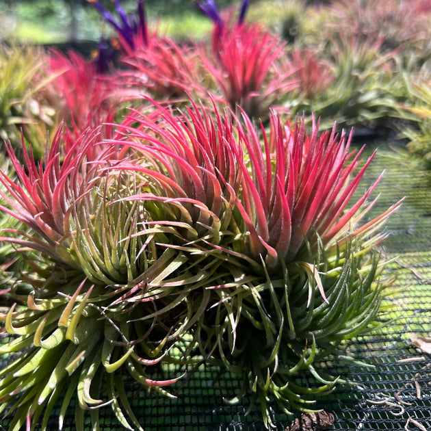 Tillandsia ionantha 'Han' – Tropiflora