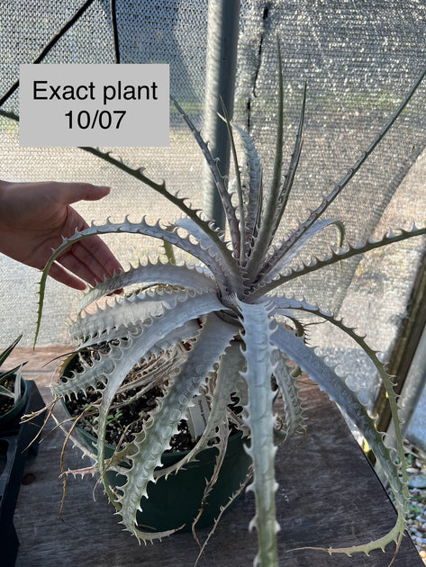 Dickia.Sagittarius × Excelsa×Goehringii Dyckia goehringii x excelsa Silver – Tropiflora