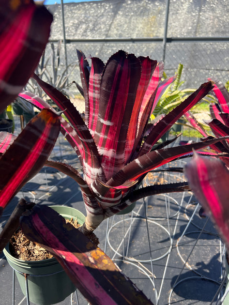 Aechmea 'Roberto Menescal' – Tropiflora
