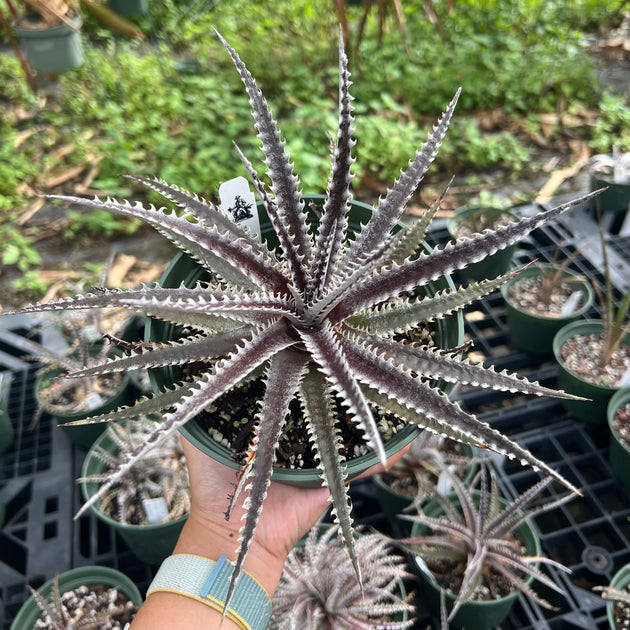Dyckia 'Heaven and Hell' x 'Arizona' (Clone #52) – Tropiflora
