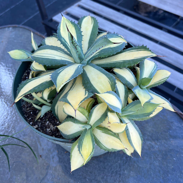 Agave 'Rum Runner' – Tropiflora