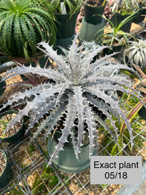 Dyckia goehringii x 'Tarzana' – Tropiflora