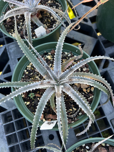 Dyckia 'Southbay' – Tropiflora