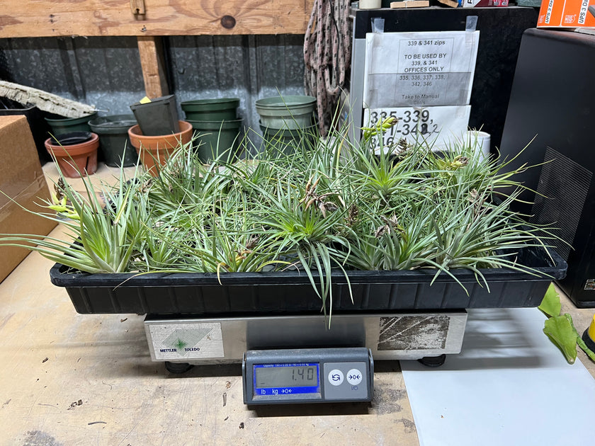 air plant for sale Tillandsias (Air Plants) by the Pound – Tropiflora