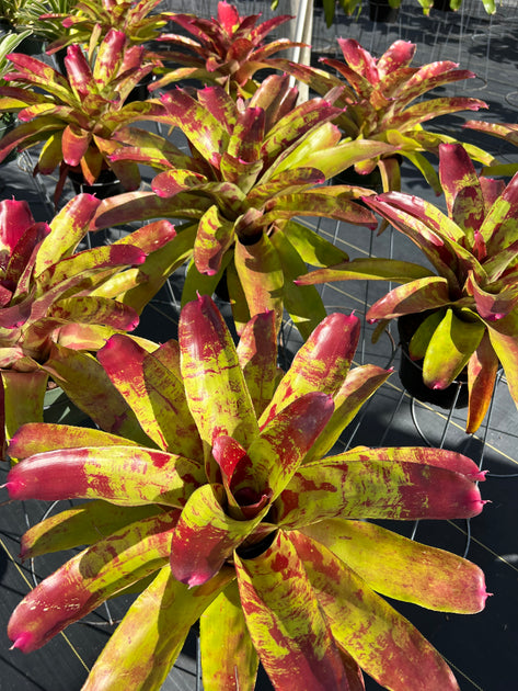 Neoregelia 'Gumbo' – Tropiflora