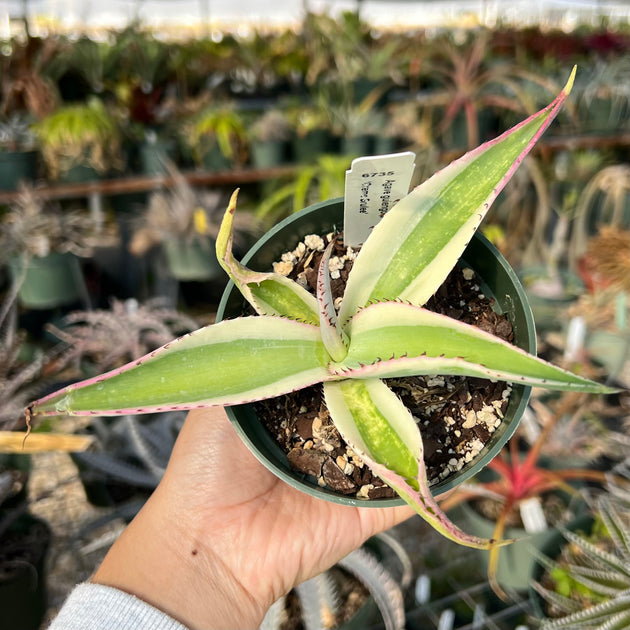 Agave guiengola 'Creme Brulee' – Tropiflora