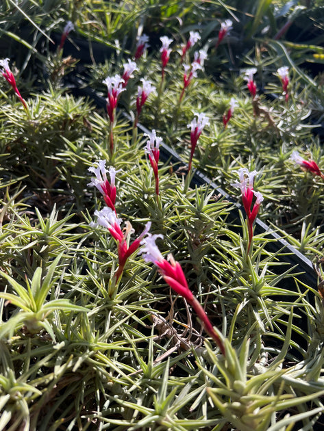 Tillandsia tenuifolia v. cocoensis – Tropiflora