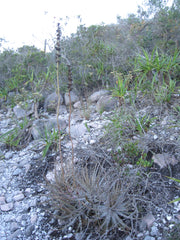 Encholirium species Ibitiara, State of Bahi, Brazil