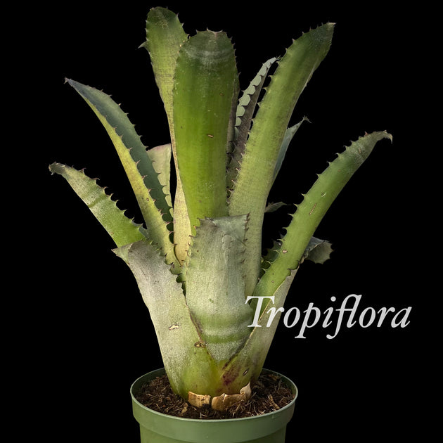 Hohenbergia edmundoi'Extra large' ホヘンベルギア エドムンドイ