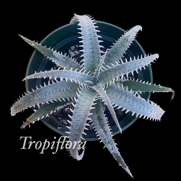 Dyckia 'HU-5' x 'Bill Baker' clone #3 – Tropiflora