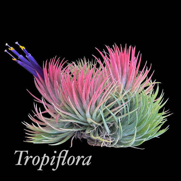 Tillandsia ionantha 'Han' – Tropiflora