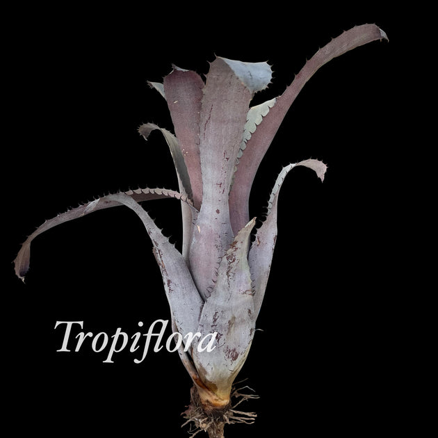 x Hohenmea 'Dennis' Delight' – Tropiflora