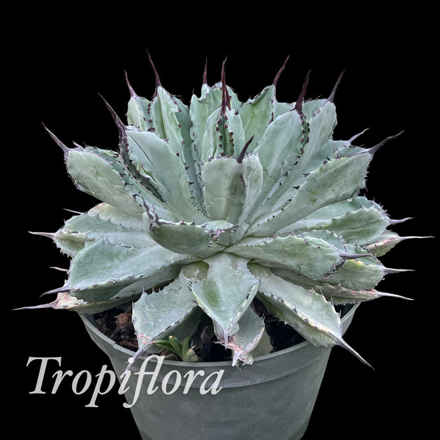 agave cubic Agave potatorum 'Cubic'