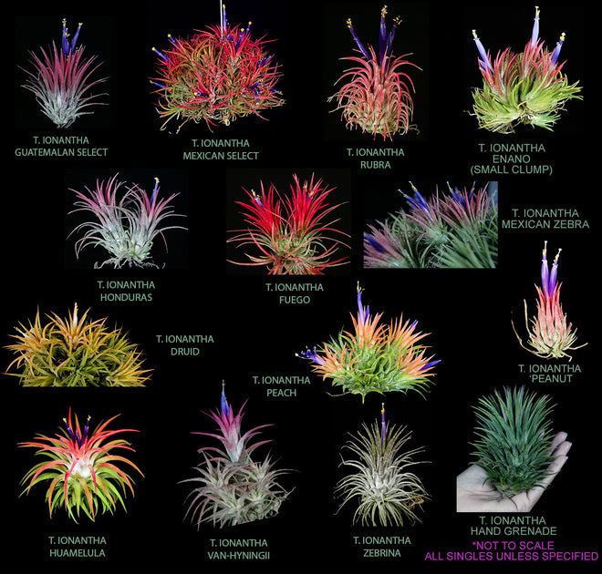 Tillandsia ionantha Collection – Tropiflora