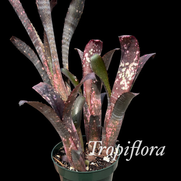 Billbergia 'Encore' – Tropiflora