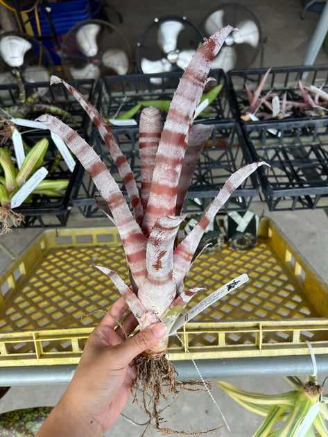 x Hohenmea 'Betsy McCrory' – Tropiflora