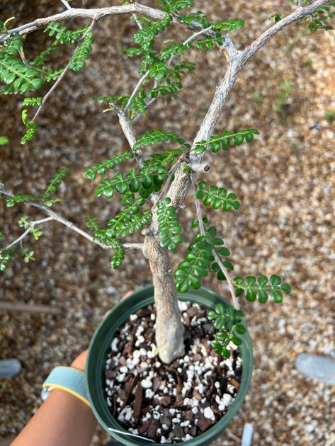 Operculicarya decaryi – Tropiflora
