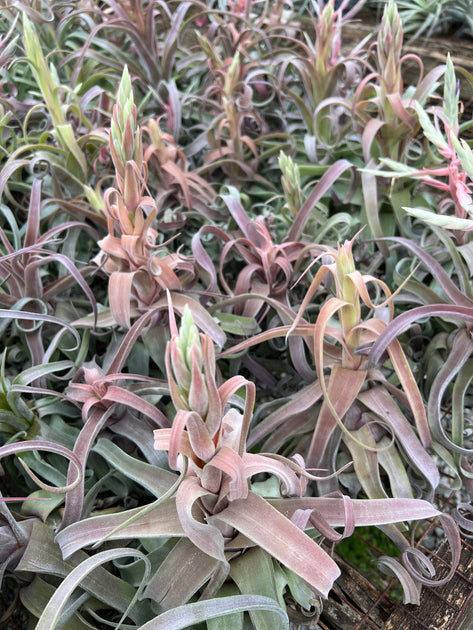 人気レア♡チランジア♡Tillandsia ´Red Robin´ レッドロビン