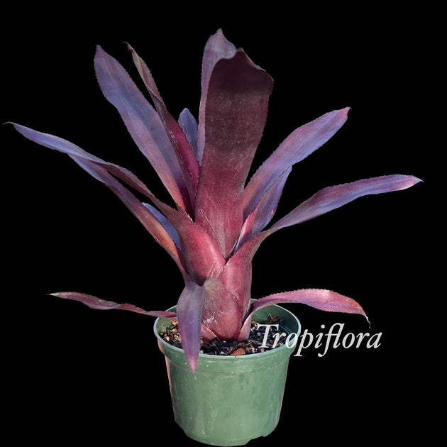 Billbergia 'Don's Dark Side of the Moon' – Tropiflora