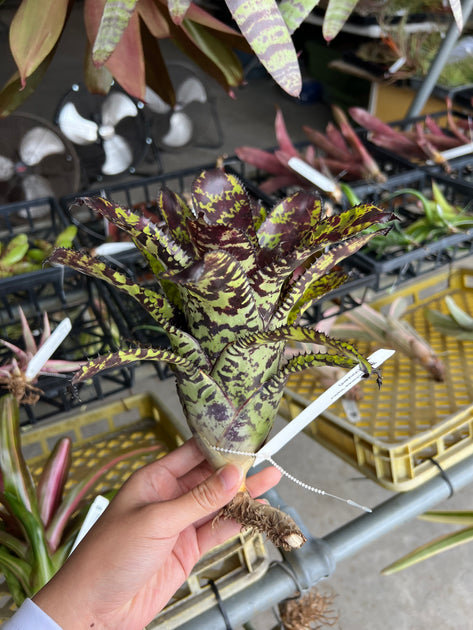 Aechmea 'Haiku' – Tropiflora