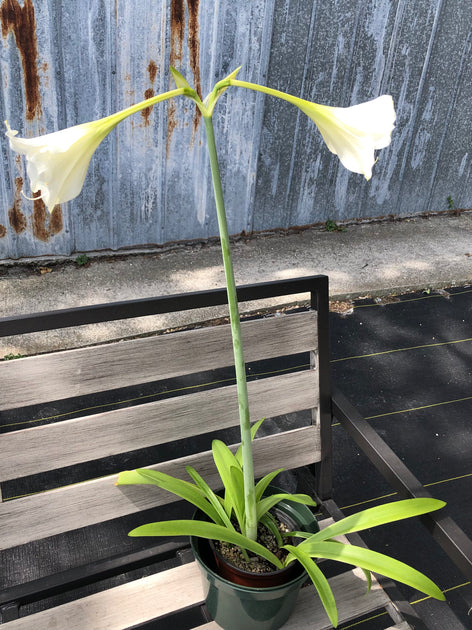 Hippeastrum elegans SEL2006-0021 – Tropiflora