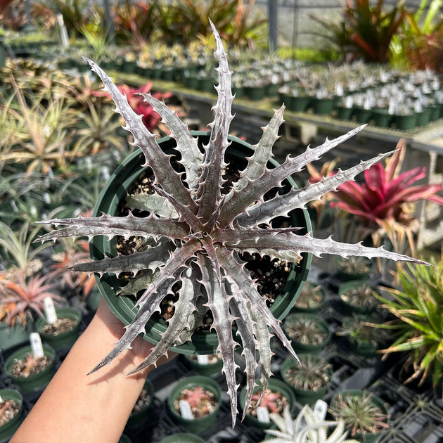 Dyckia goehringii 'Red' x 'Tarzana' – Tropiflora