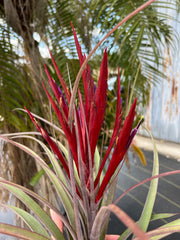 Tillandsia flabellata 'Giant Red' x concolor