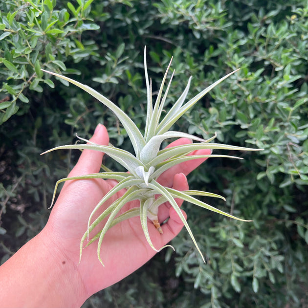 AIR PLANTS (TILLANDSIAS) – Page 9 – Tropiflora