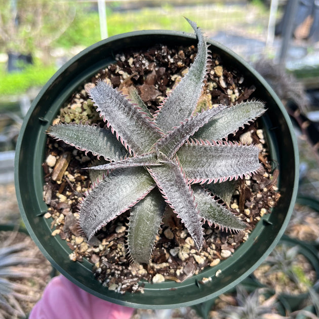 Dyckia marnierlapostolle 'Pink Spines' – Tropiflora