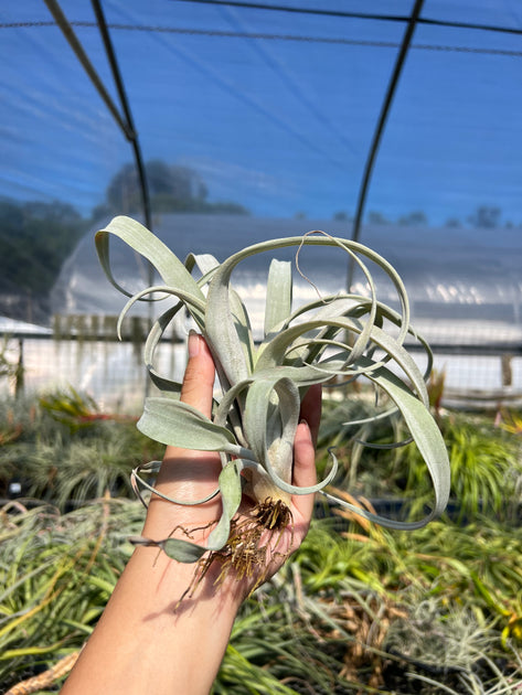 チランジア Coconut Grove Tillandsia 'Coconut Grove' – Tropiflora