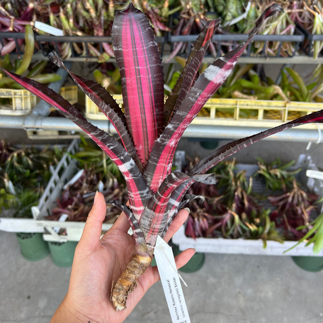 Aechmea 'Roberto Menescal' – Tropiflora