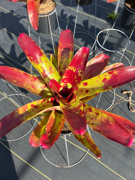 Neoregelia 'Gumbo' – Tropiflora