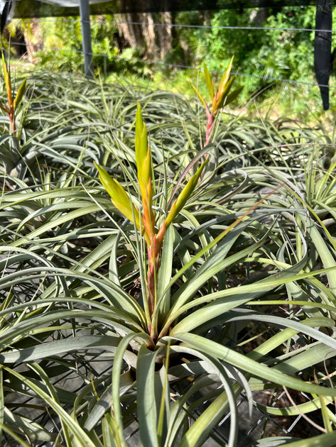 tomasellii 'Tropiflora'〔エアプランツ〕T5159 Tillandsia tomasellii – Tropiflora