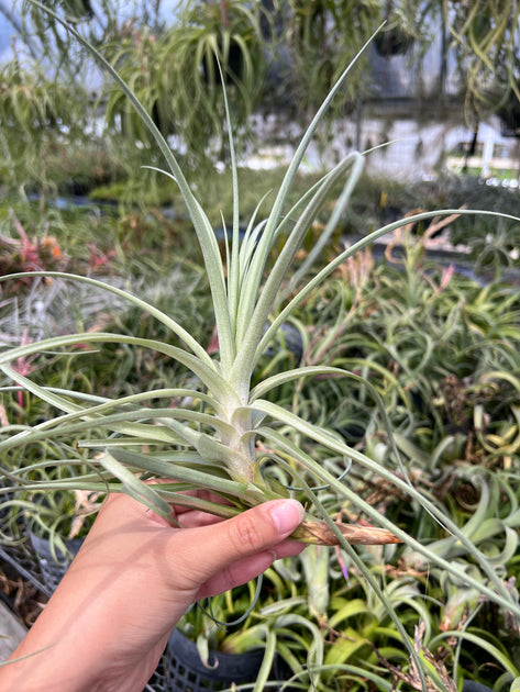 Tillandsia 'Goomong' – Tropiflora