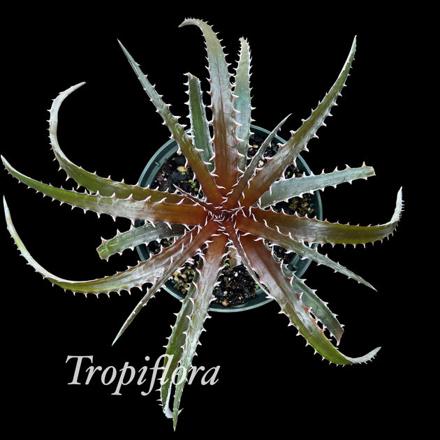 Dyckia 'Stone' x burle-marxii – Tropiflora
