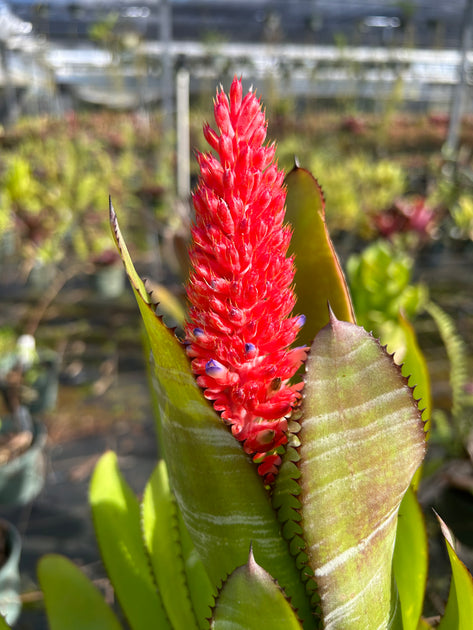 Aechmea phanerophlebia – Tropiflora