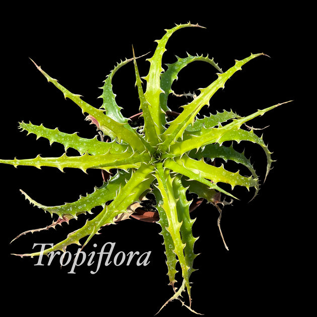 Dyckia teresinae (green clone) – Tropiflora
