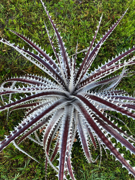 S-Dyckia -ディッキア-4+Fosteriana x Goehringii red clone